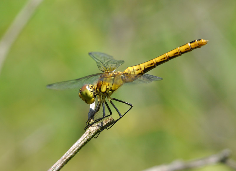 Femmina di Sympetrum da determinare - S. sanguineum